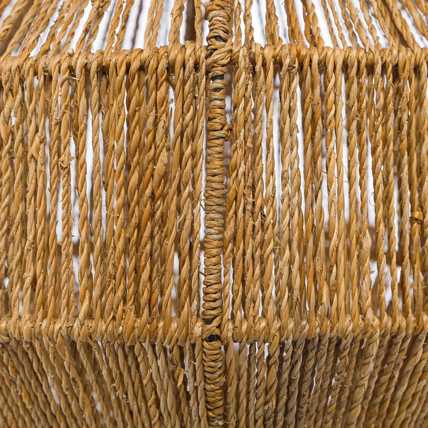 Fern