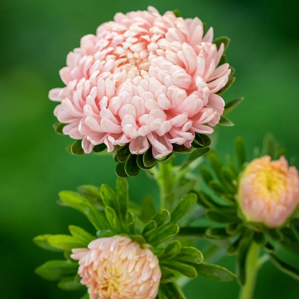 Sarah Raven Callistephus Chinensis Tower Chamois Seeds